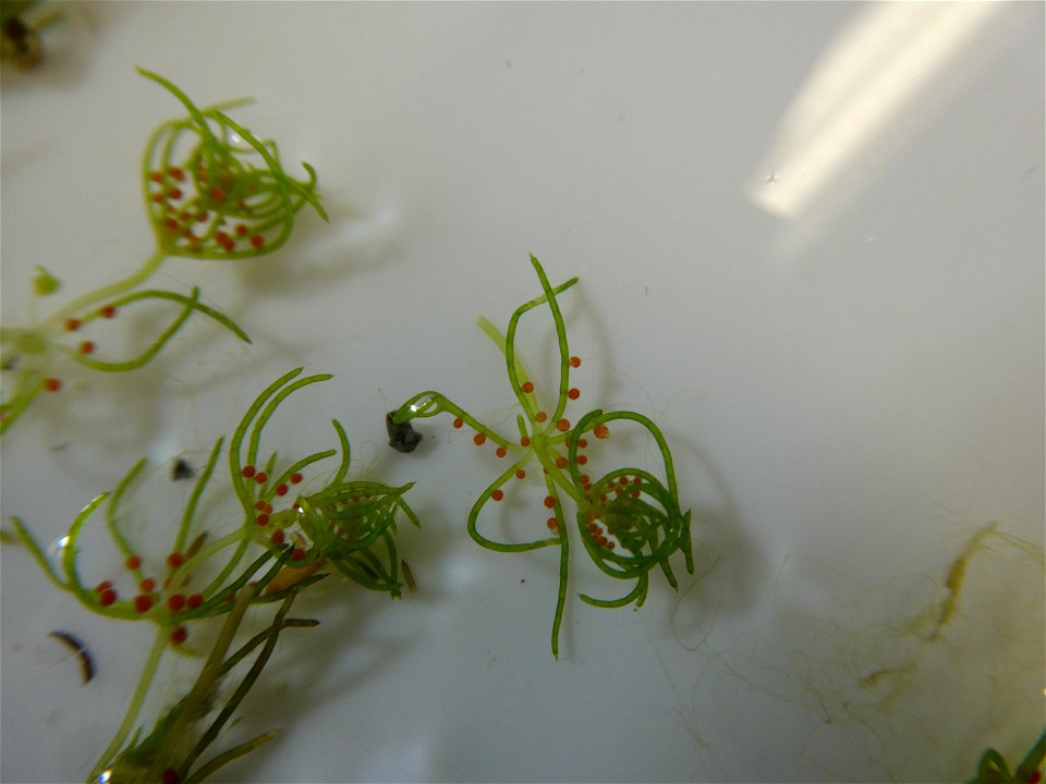 Chara connivens P.Salzmann ex A.Braun, 1835
