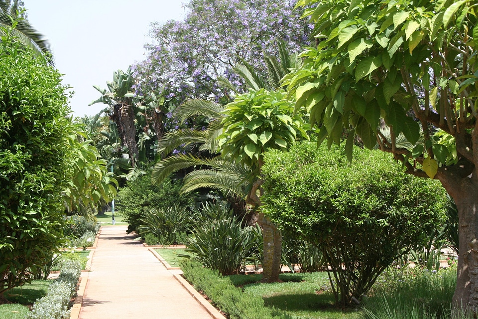 Flowers trees plants