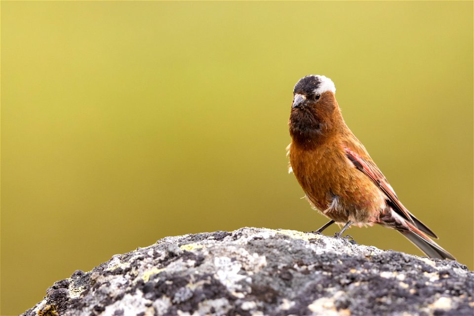 Gray-crowned rosy finch in the subalpine tundra photo