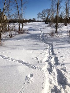 Snow Shoe Lines