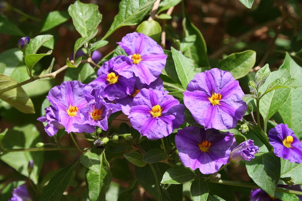 Flowers purple petals green leaves
