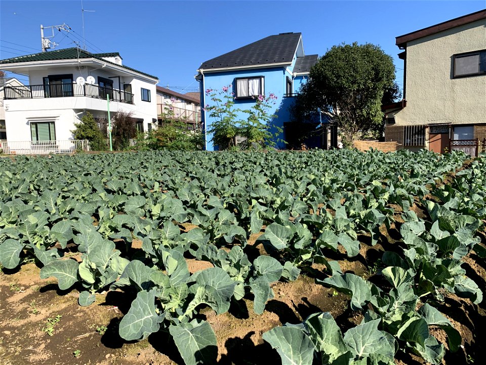 Saiwaicho in Higashikurume-shi in November