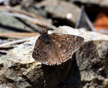 DUSKYWING, PERSIUS (Erynnis persius) (05-15-2022) male, howell botanical drive, west end of days gulch bot area, eight dollar road, josephine co, or ID UNCERTAIN