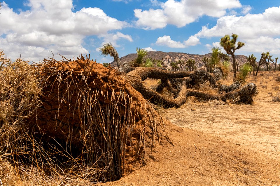 Fallen Joshua tree (Yucca brevifolia) photo