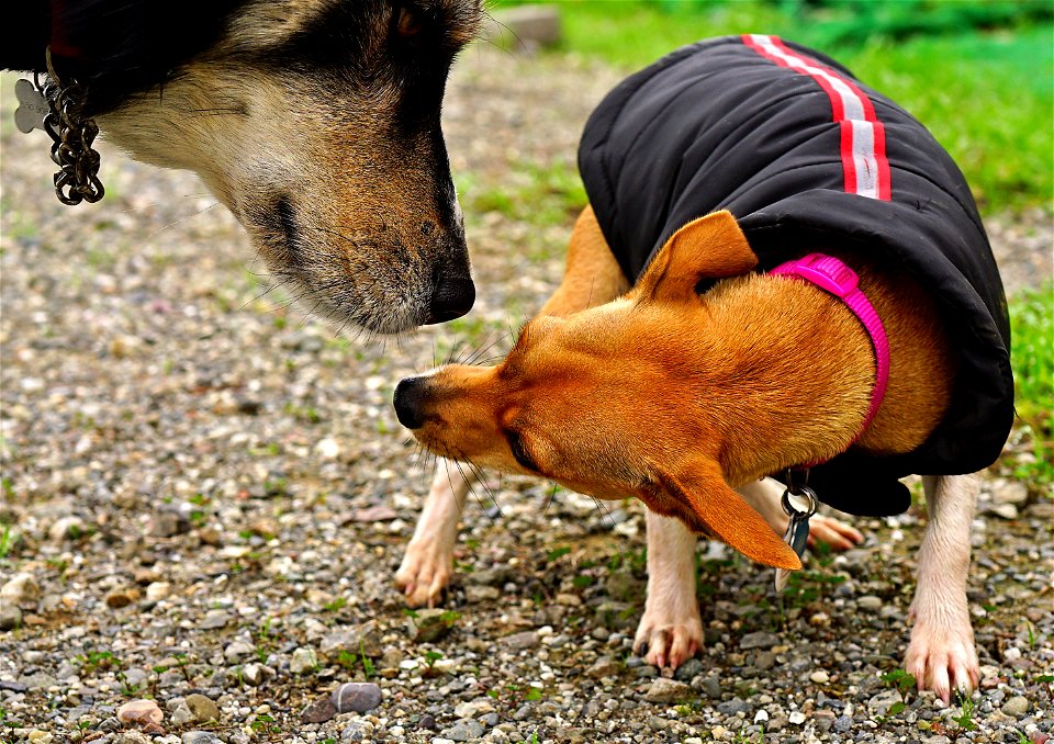 A Timid Nose Touch