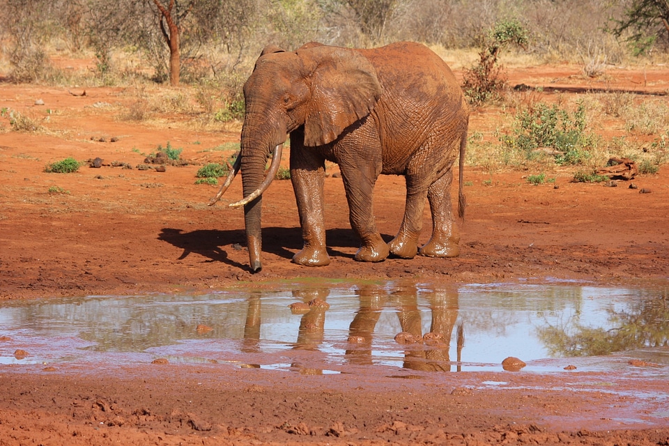 Elephant tsavo kenya