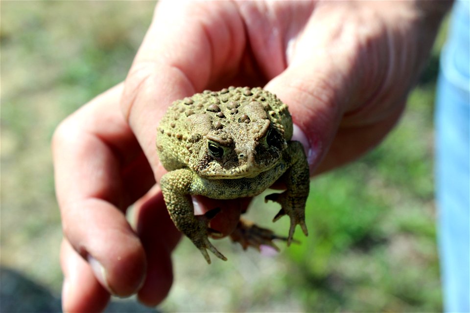 Eastern American Toad at Allegan State Game Area in Michigan