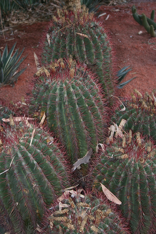 Plant cactuses thorns