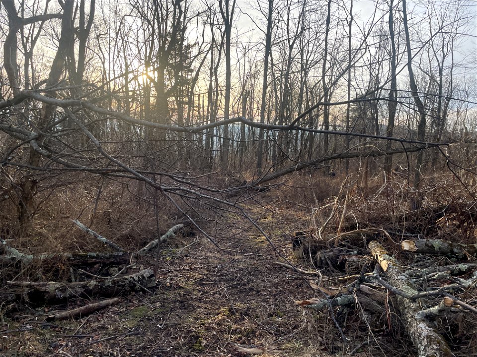 Trees down on AT North