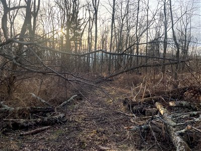 Trees down on AT North