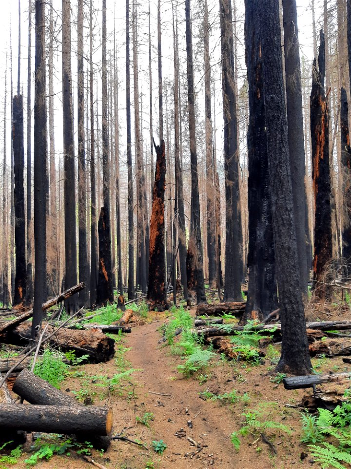 2021-FS-GPNF- Siouxon Trail post the 2020 Big Hollow Fire. Forest Service Photo.