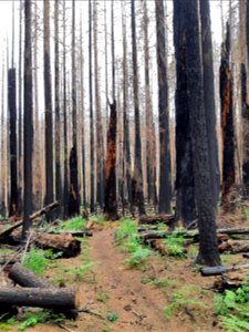 2021-FS-GPNF- Siouxon Trail post the 2020 Big Hollow Fire. Forest Service Photo.