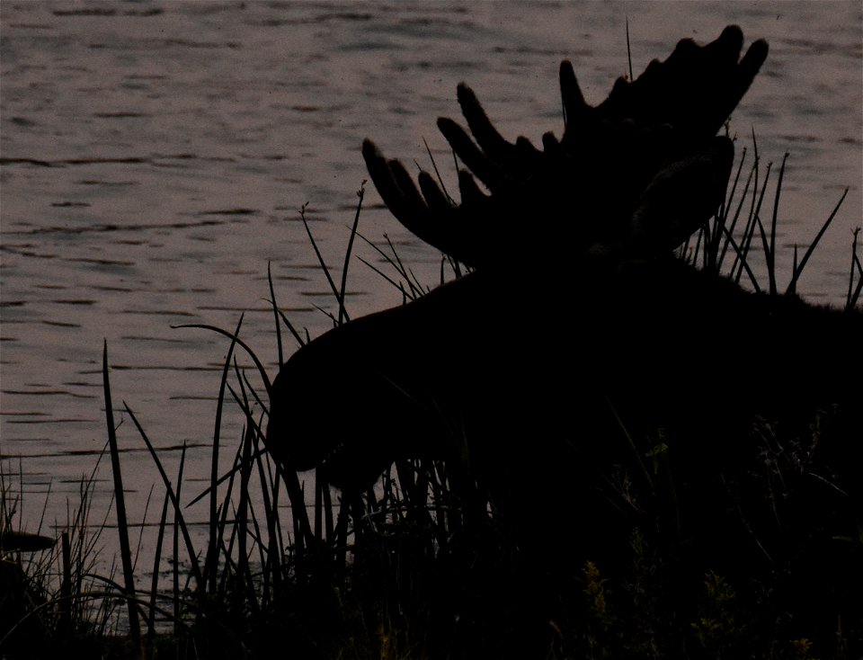 Moose at Seedskadee National Wildlife Refuge