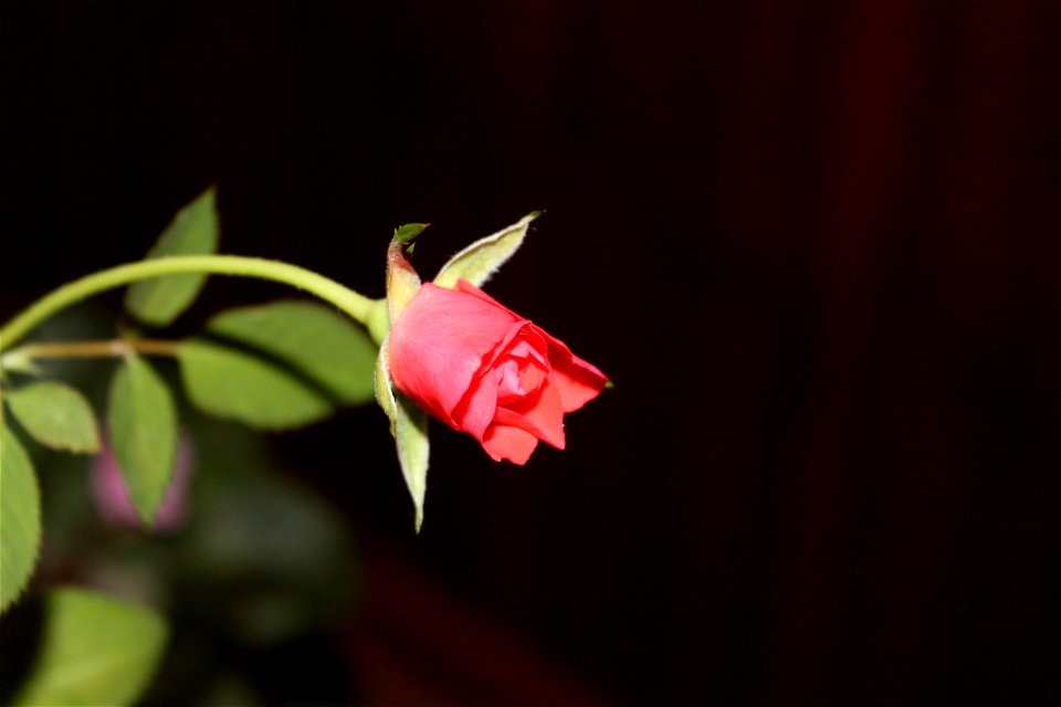 trandaf-mic2012_0411_212853