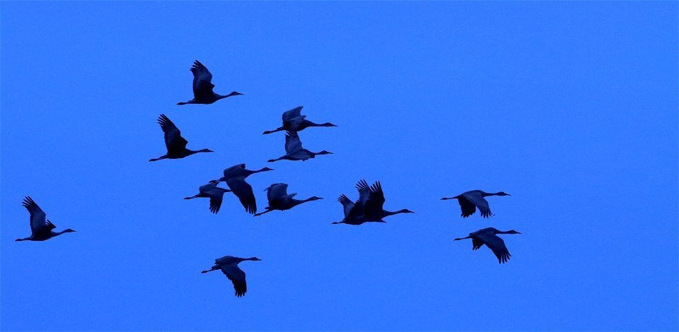 Sandhill Cranes at Dusk Huron Wetland Management District photo
