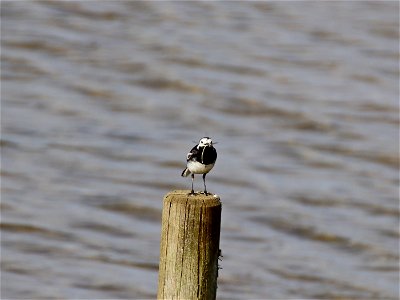 Pied Wagtail With Catch photo