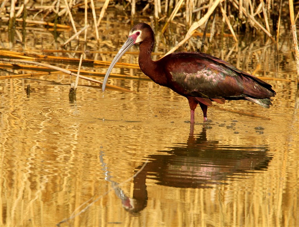 White-Faced Ibis Bear River Migratory Bird Refuge