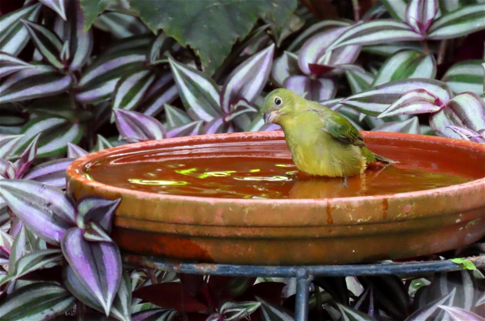 "Greenie" Painted Bunting