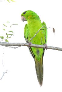 561 - GREEN  PARAKEET (12-29-2021) americana rv park, palmview, hidalgo co, tx -05
