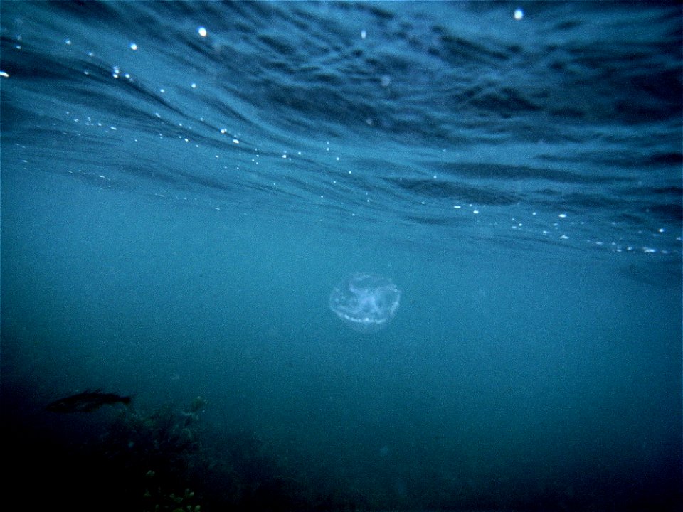 Moon Jellyfish , Bass Hatchling with 2 Dorsal Fins, Underwater at Bucks Mills, Clovelly, North Devon, UK