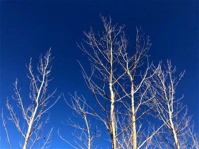 Poplar Sky is Popular photo