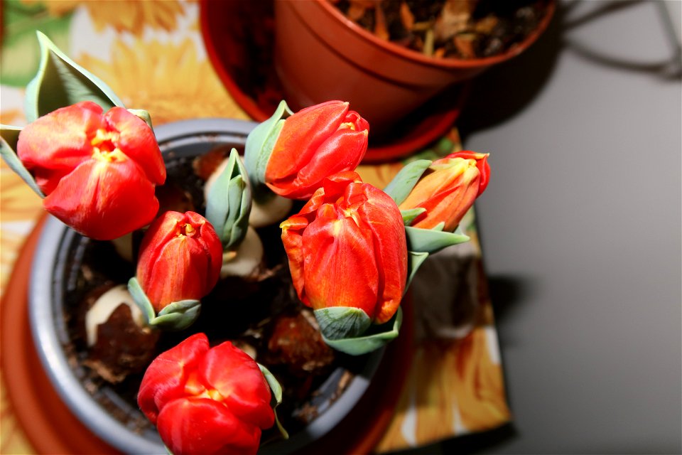 tulips_lalele-2023_0219_074645