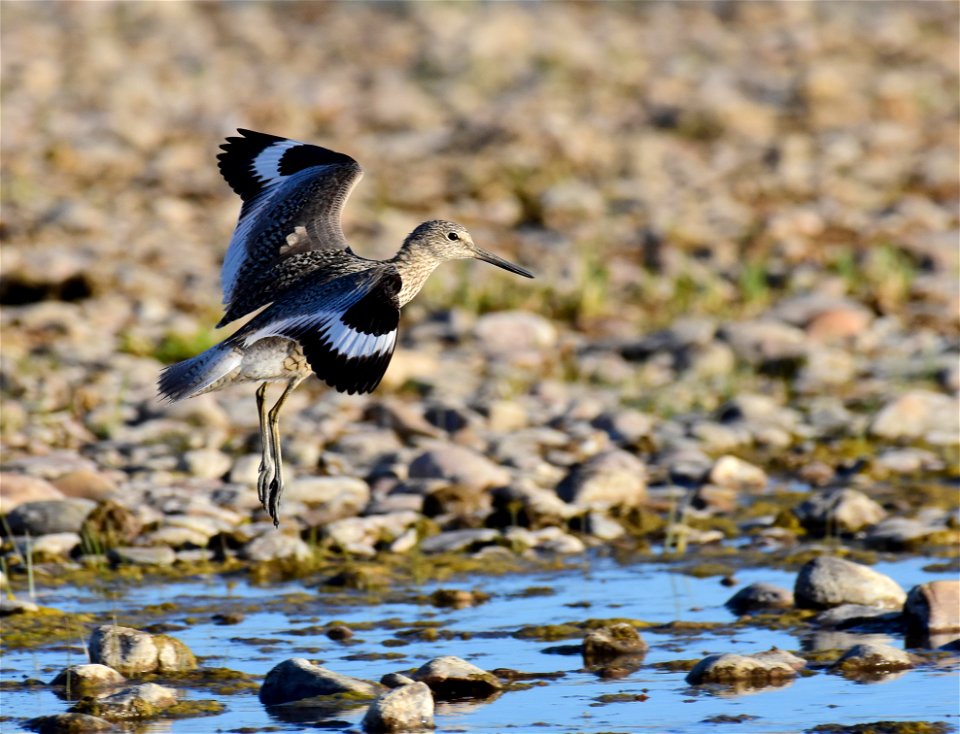 Willet at Seedskadee National Wildlife Refuge