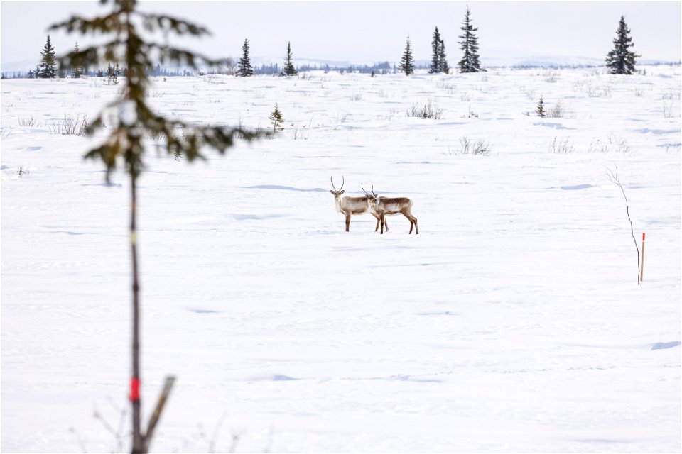 Caribou along a winter trail on Selawik National Wildlife Refuge