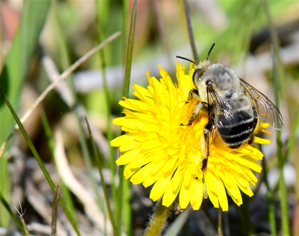 Digger bee at Seedskadee National Wildlife Refuge