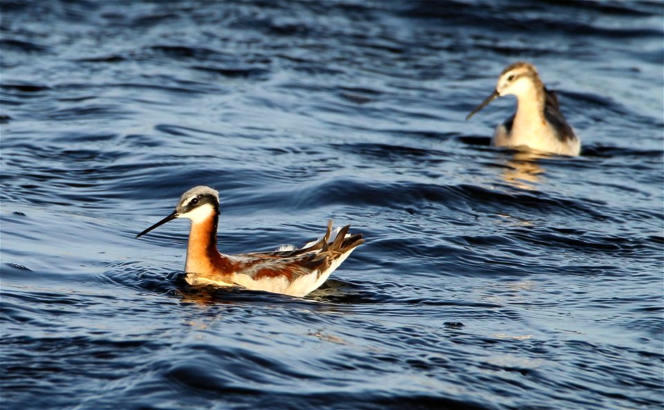 Wilson's Phalarope Pair Huron Wetland Management District South Dakota photo