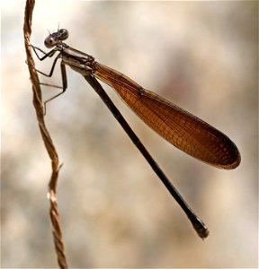 DANCER, VARIABLE (Argia fumipennis fumipennis) (05-11-2023) southern pines, moore co, nc -03