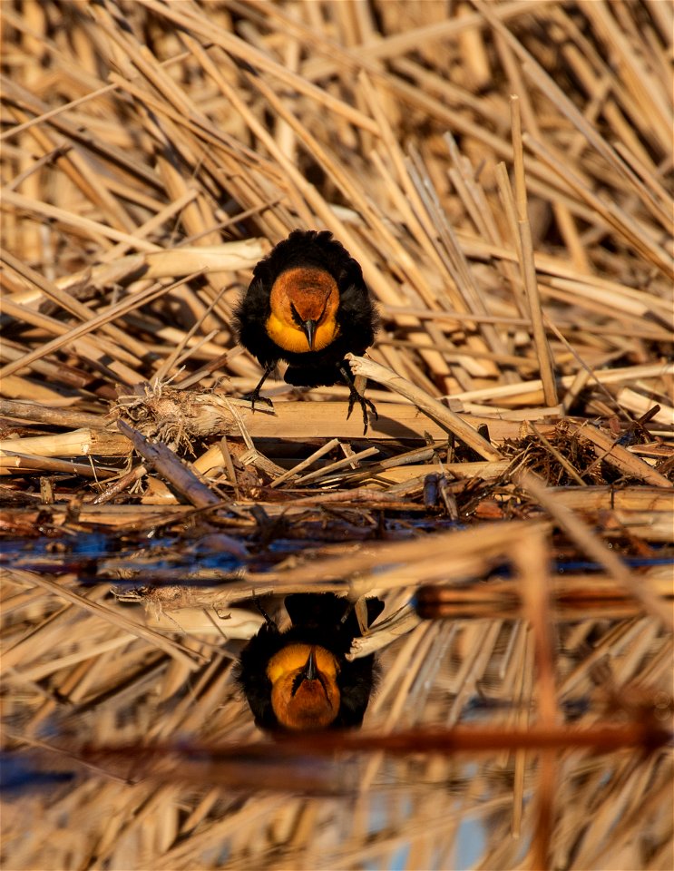 Yellow-headed blackbird