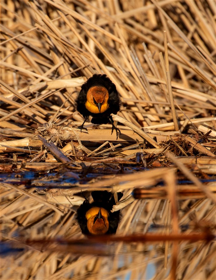 Yellow-headed blackbird photo