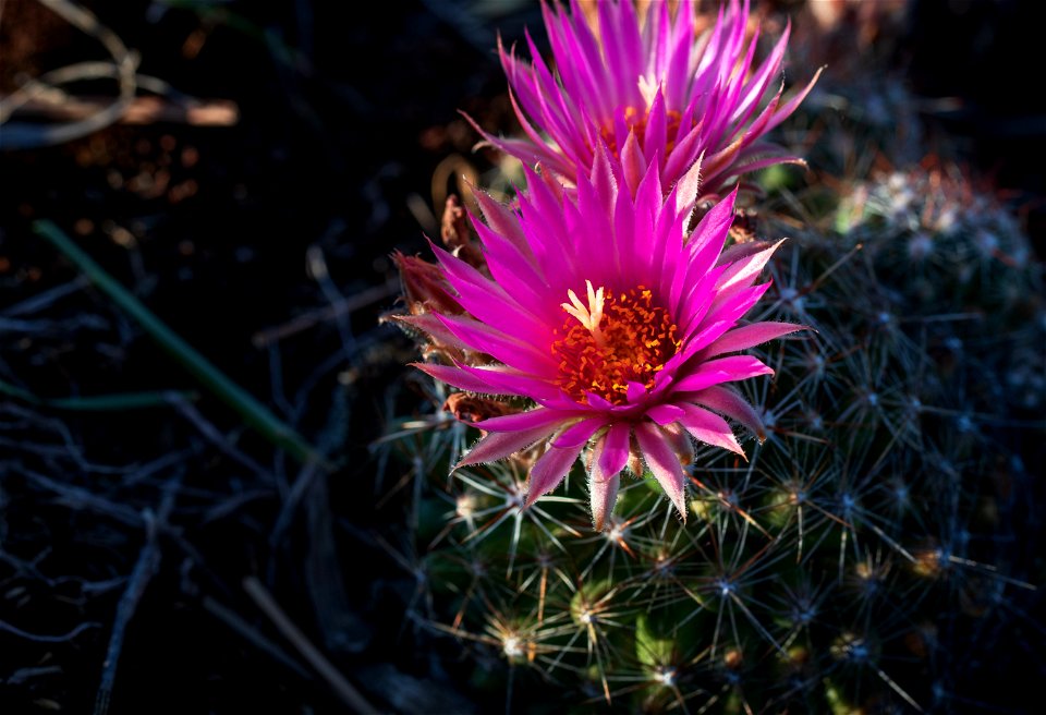 Blooming ball cactus photo