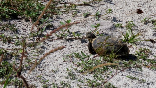 Baby Gopher Tortoise photo