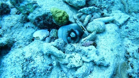 Octopus in Den Salt Pier Bonaire photo