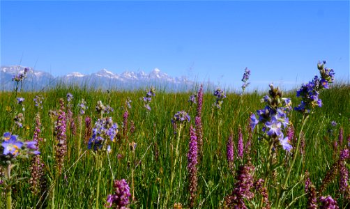 Wildflowers and Teton Views on the National Elk Refuge photo