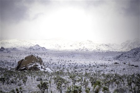 Snow over a field of Joshua tree under cloudy skies photo