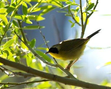 Common Yellowthroat