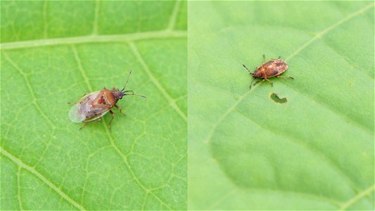 Kleidocerys resedae (Birkenwanze), Adult- und fünftes Nymphenstadium