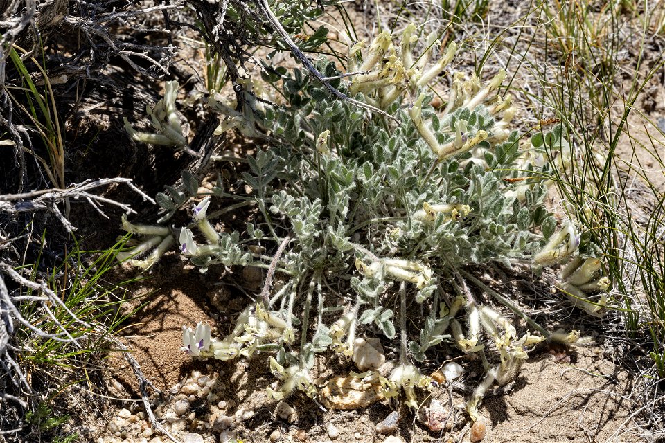Astragalus purshii