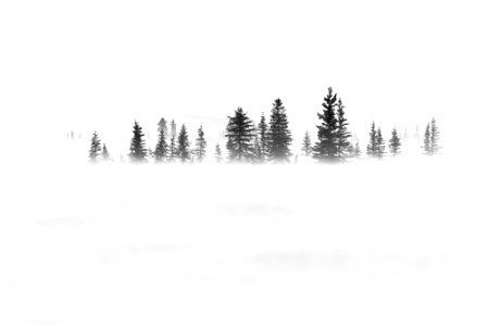 Spruce trees in blowing snow