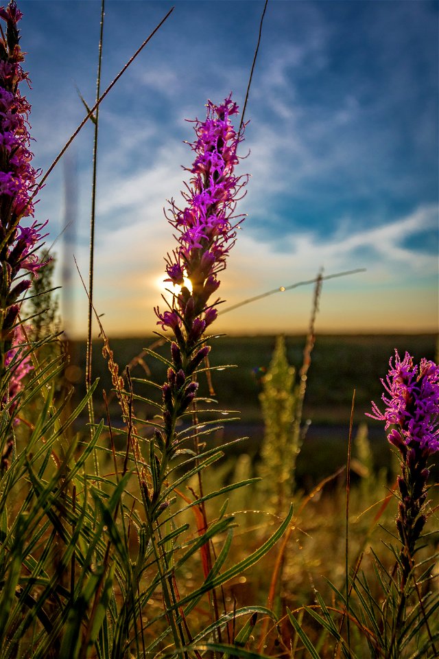 Blazing star photo