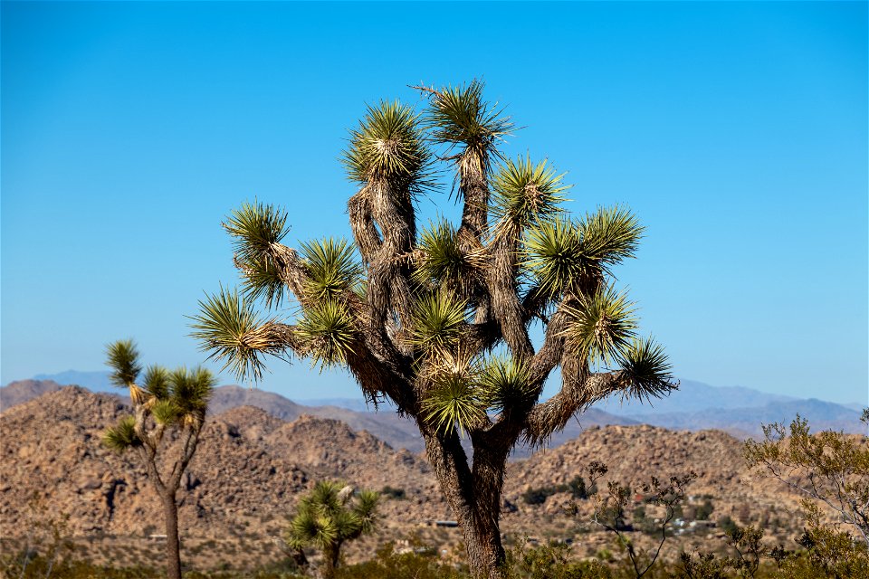 Joshua Tree National Park