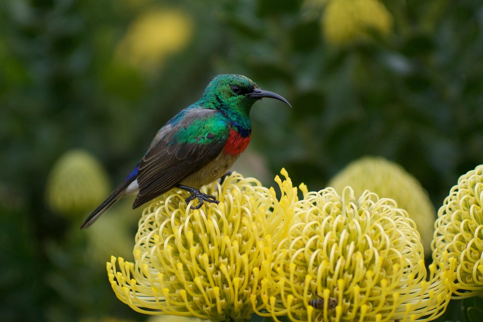 Animal bird flower