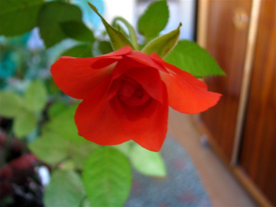 trandafrosumic-2012_0413_083508