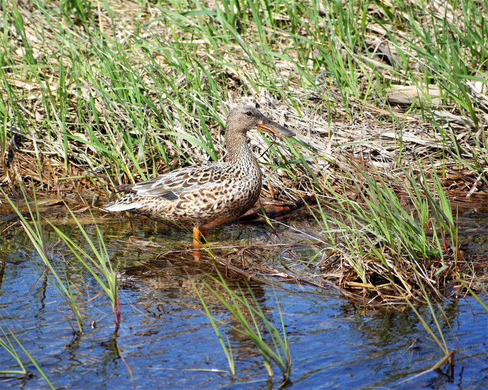 Northern Shovler Hen on Lake Andes Wetland Management District South Dakota photo