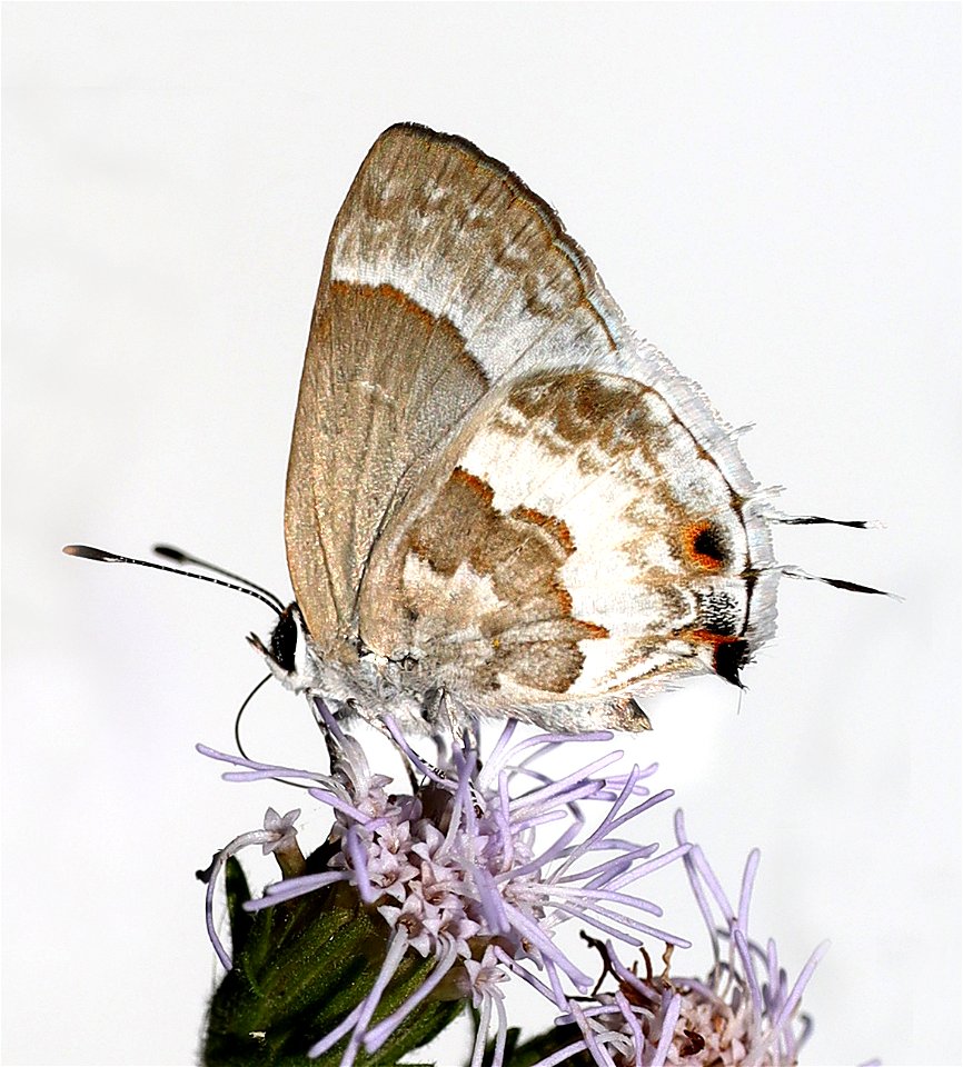 SCRUB-HAIRSTREAK, WHITE (Strymon albata) (12-31-2021) national butterfly center, mission, hidalgo co, tx (3)