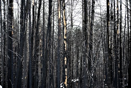 Area burned by the 2021 Greenwood Fire in the Superior National Forest photo