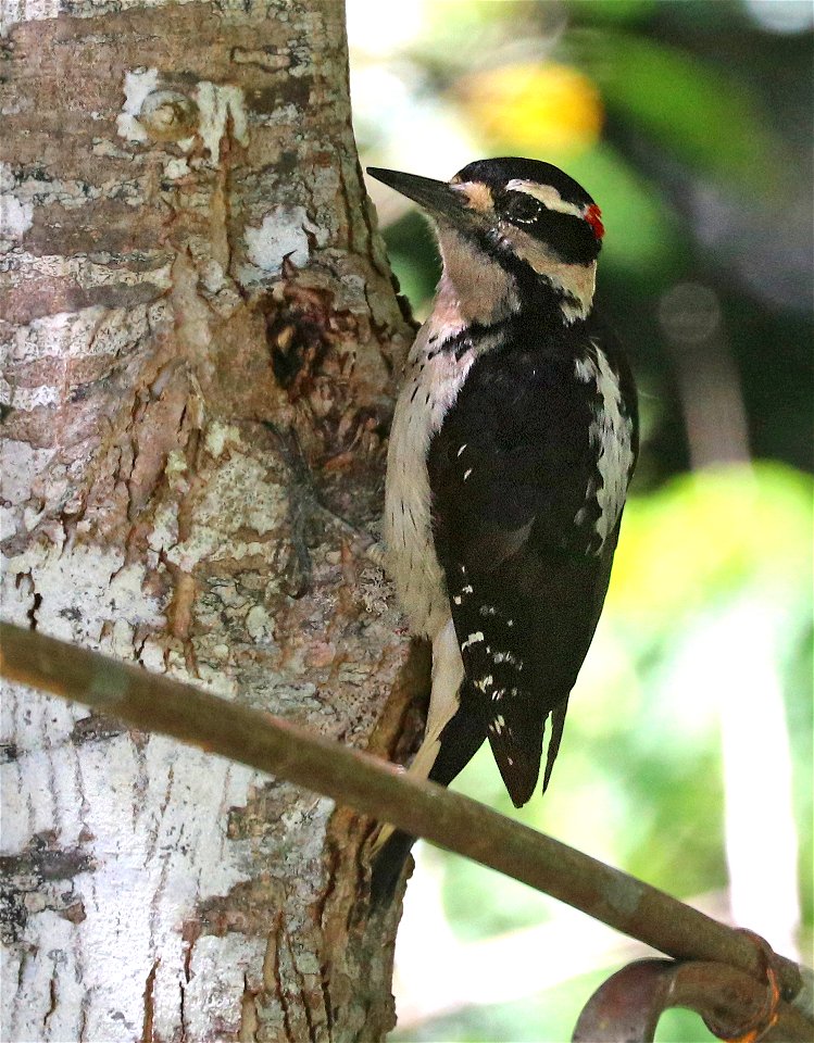 536 - HAIRY WOODPECKER (5-25-2021) yard, crescent city, ca (3)